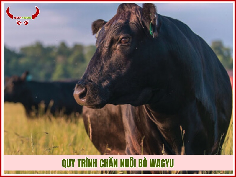 Quy trình chăn nuôi bò Wagyu