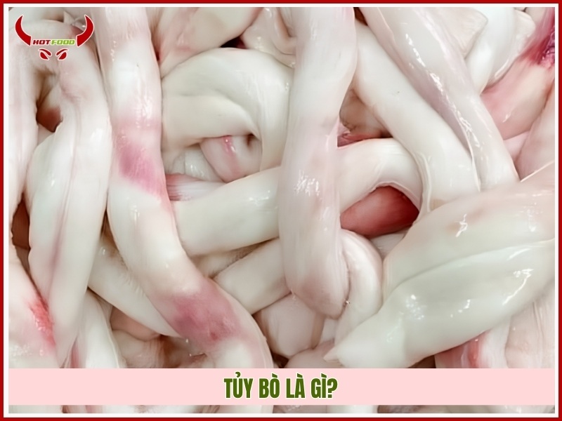 Tủy bò là gì?