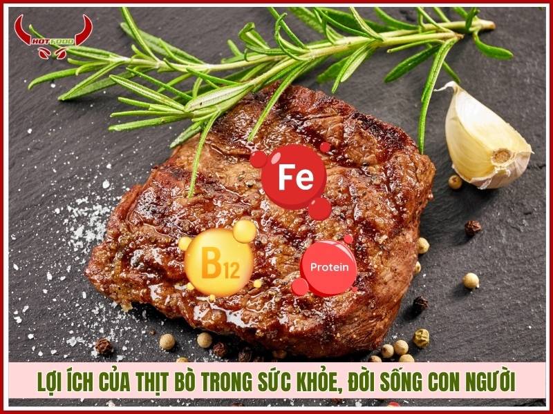 Lợi ích của thịt bò trong sức khỏe, đời sống con người