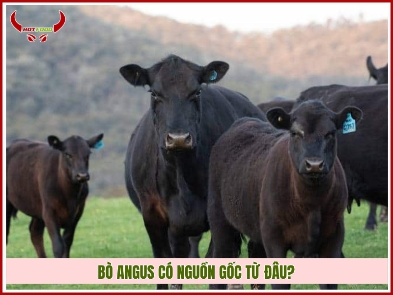 Bò Angus có nguồn gốc từ đâu?