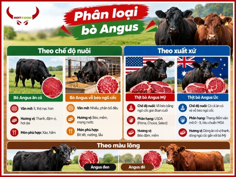 Phân loại bò Angus