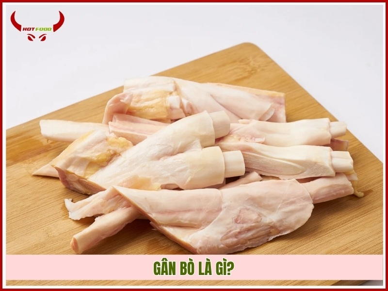 Gân bò là gì?