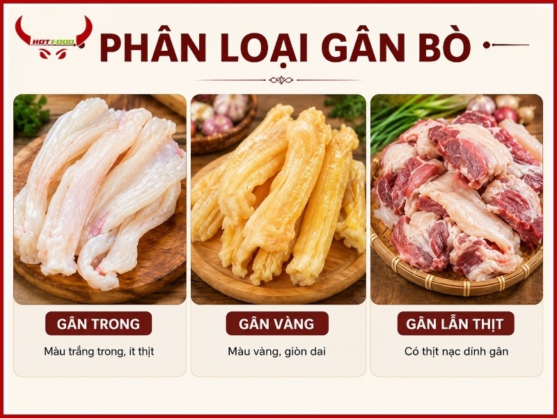 Phân loại gân bò