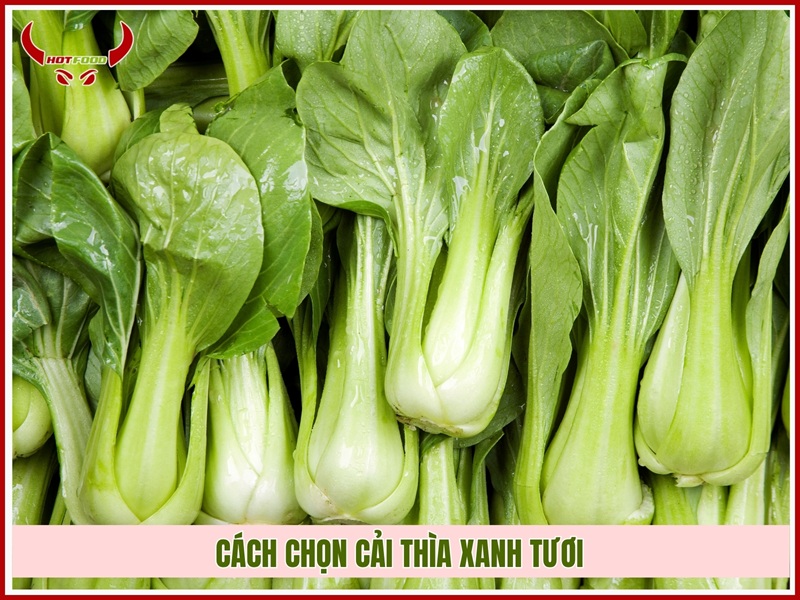 Cách chọn cải thìa xanh tươi
