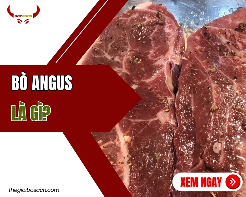 Bò Angus là gì? Nguồn gốc ĐẶC ĐIỂM và cách chọn thịt