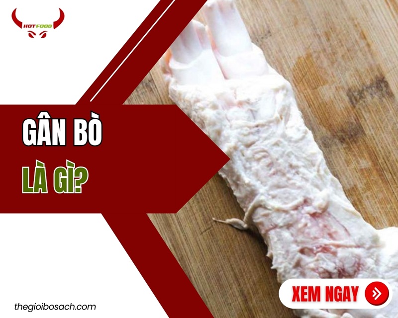 Gân bò là gì?